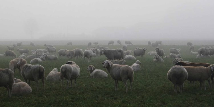 Semana positiva para el mercado lanero