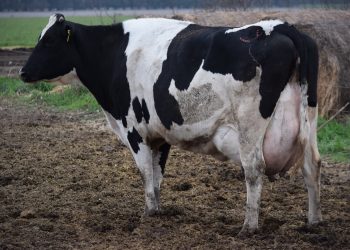 La caída de la remisión preocupa a los productores