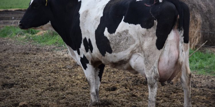 La caída de la remisión preocupa a los productores