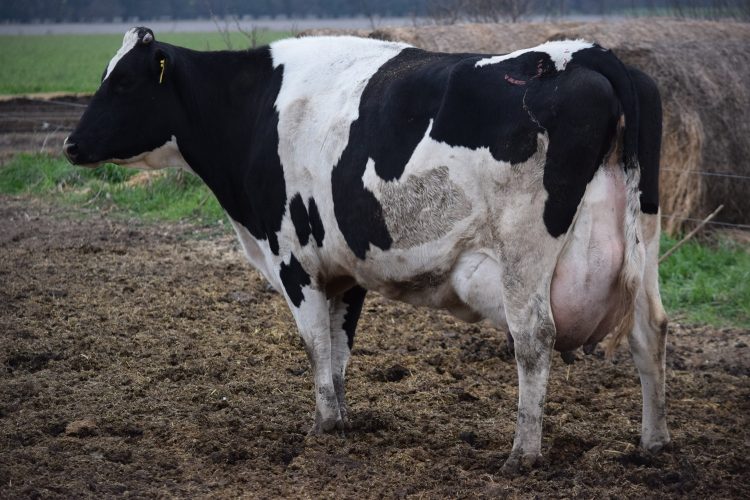 La caída de la remisión preocupa a los productores