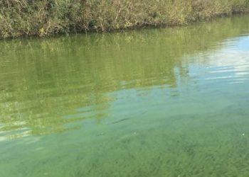 Denuncian falta de controles del Ministerio de Ambiente