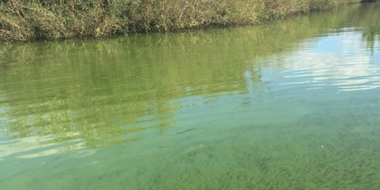 Denuncian falta de controles del Ministerio de Ambiente