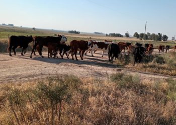 Las heladas generan pérdidas en ganadería y horticultura