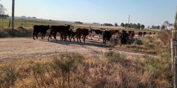 Las heladas generan pérdidas en ganadería y horticultura