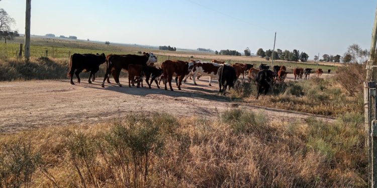 Las heladas generan pérdidas en ganadería y horticultura