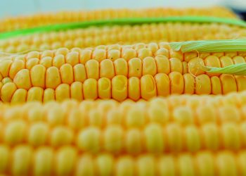 Lo primero para combatir la chicharrita del maíz es que el productor sea consciente del riesgo que significa