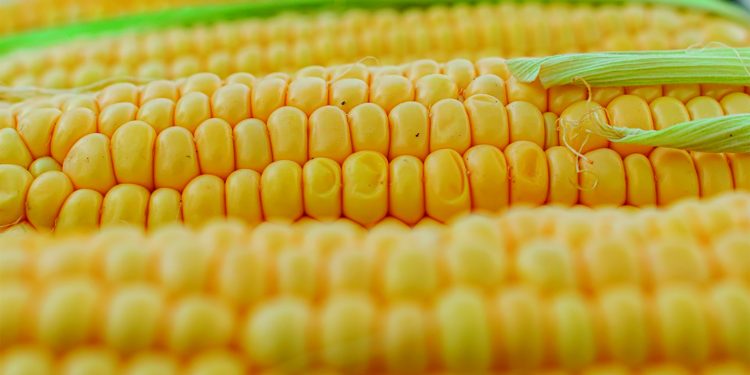 Lo primero para combatir la chicharrita del maíz es que el productor sea consciente del riesgo que significa