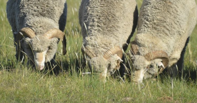 A Uruguay le falta aprender cómo consumir carne de ovino
