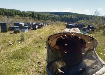 Apicultores orgánicos de Florida: “Estamos empatando con los costos de producción”