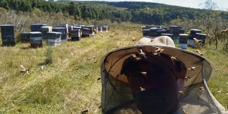 Apicultores orgánicos de Florida: “Estamos empatando con los costos de producción”