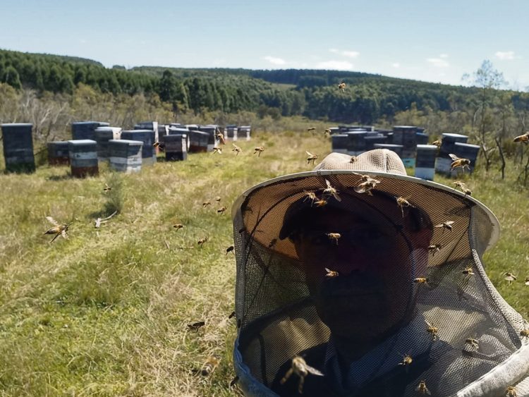 Apicultores orgánicos de Florida: “Estamos empatando con los costos de producción”