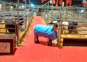 El miércoles entrará a la pista de Palermo la Hampshire Down de Montes