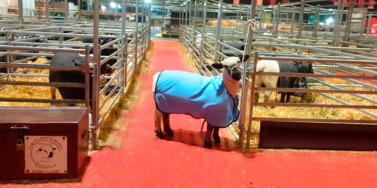 El miércoles entrará a la pista de Palermo la Hampshire Down de Montes