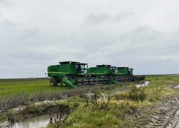 Por temas climáticos se perdieron 60.000 toneladas de arroz