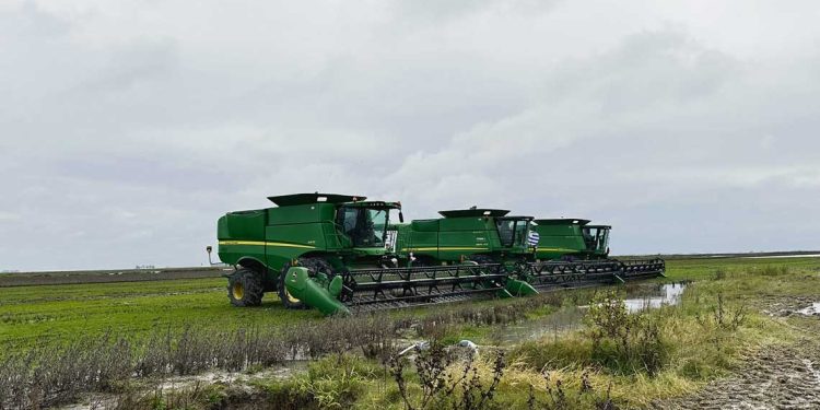 Por temas climáticos se perdieron 60.000 toneladas de arroz