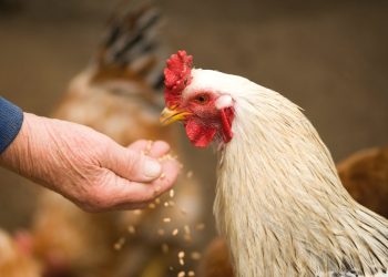 Uruguay insta a avicultores a mantener “medidas de bioseguridad”