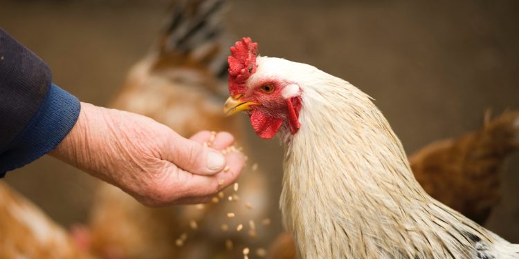 Uruguay insta a avicultores a mantener “medidas de bioseguridad”