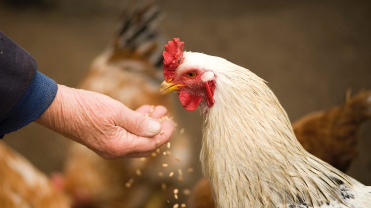 Uruguay insta a avicultores a mantener “medidas de bioseguridad”