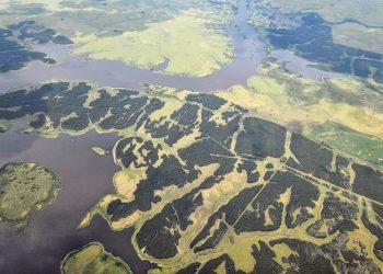 “El impacto de la forestación sobre la cuenca del río Negro es brutal”
