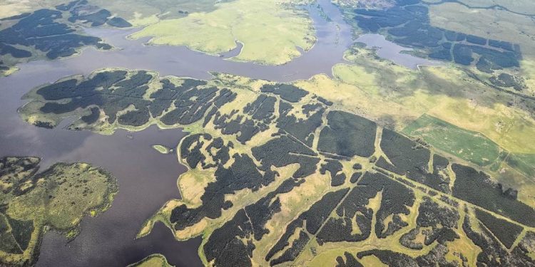 “El impacto de la forestación sobre la cuenca del río Negro es brutal”