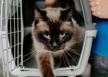 Se detectó rabia en un animal doméstico en Salto