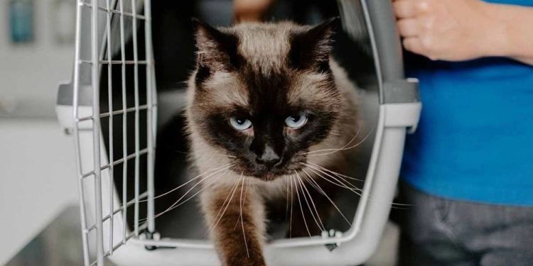 Se detectó rabia en un animal doméstico en Salto