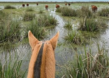 Inundaciones rurales al norte de Rocha causan pérdidas millonarias en infraestructura y producción