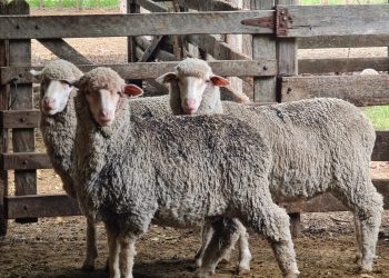 A Uruguay le falta aprender cómo consumir carne de ovino