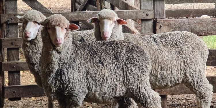 A Uruguay le falta aprender cómo consumir carne de ovino