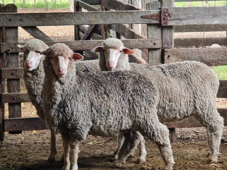 A Uruguay le falta aprender cómo consumir carne de ovino