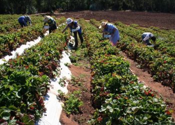 “No podemos prescindir de las grandes compañías, tampoco de los productores familiares”