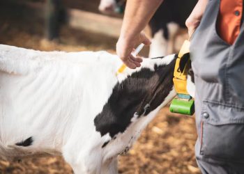 El Colegio de Veterinarios apunta contra la competencia desleal de veterinarios extranjeros