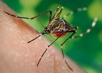 El cambio climático y el aumento de zoonosis emergentes en Uruguay merece atención