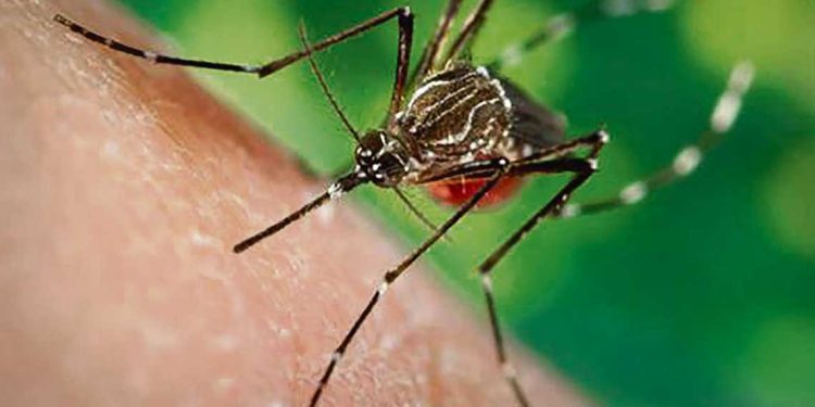 El cambio climático y el aumento de zoonosis emergentes en Uruguay merece atención