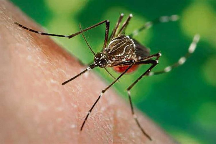 El cambio climático y el aumento de zoonosis emergentes en Uruguay merece atención