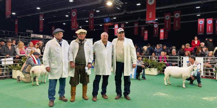 “Lamentablemente Uruguay no tiene leyes de promoción del rubro ovino”