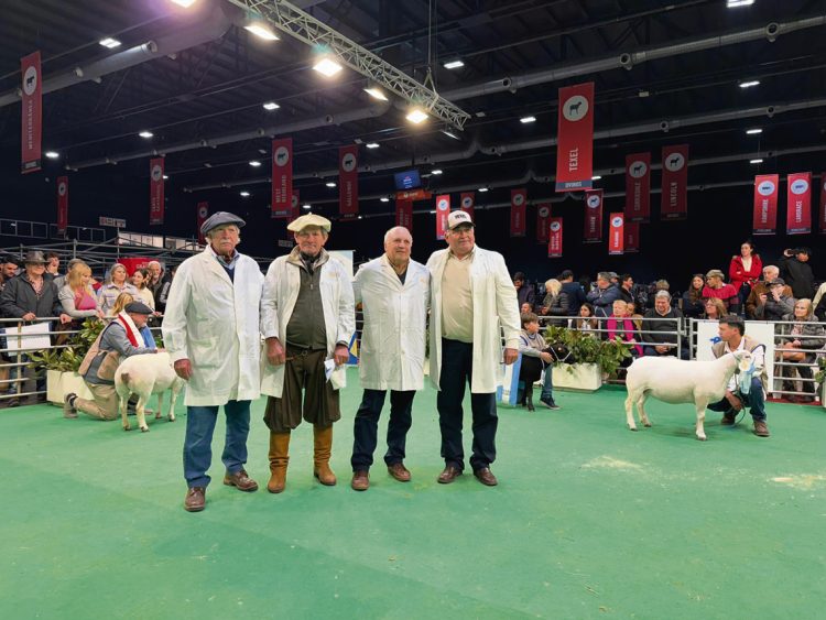 “Lamentablemente Uruguay no tiene leyes de promoción del rubro ovino”