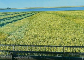 O’Brien: Proyecto sobre campo natural “genera más perjuicios que beneficios”