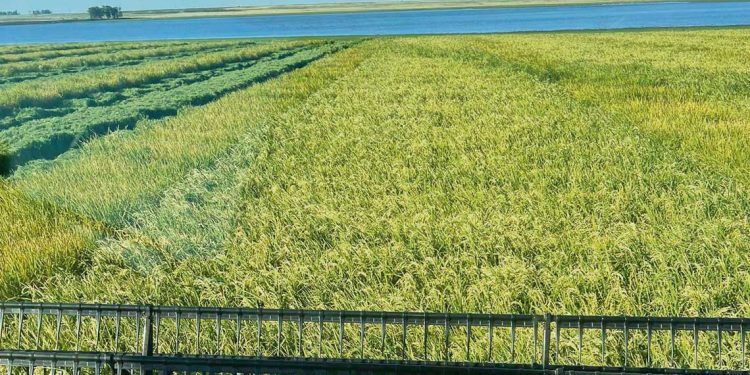 O’Brien: Proyecto sobre campo natural “genera más perjuicios que beneficios”