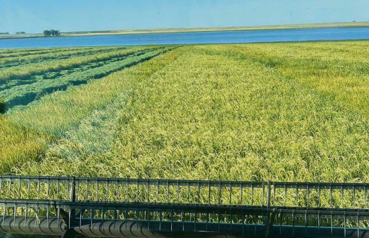 O’Brien: Proyecto sobre campo natural “genera más perjuicios que beneficios”