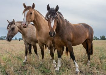 El Criollo es una raza que identifica al país y une a las familias