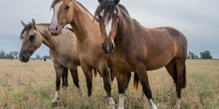 El Criollo es una raza que identifica al país y une a las familias
