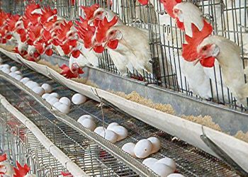 En tres meses se realizará en Punta del Este el 28º Congreso Latinoamericano de Avicultura