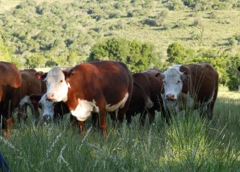 Cabildo Abierto y el equilibrio agropecuario
