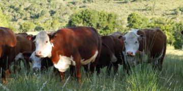 Cabildo Abierto y el equilibrio agropecuario