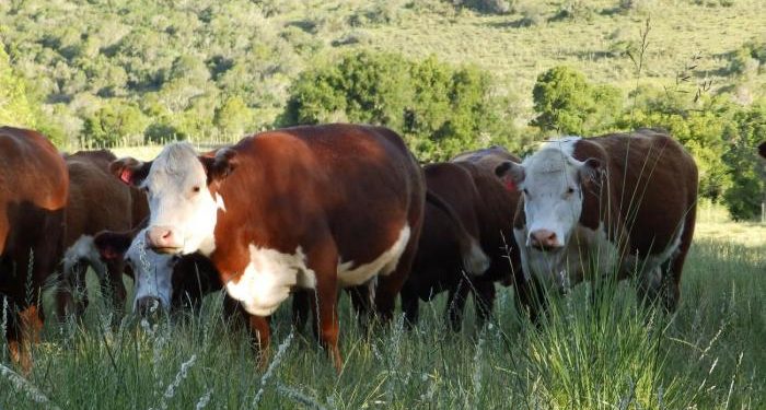 Cabildo Abierto y el equilibrio agropecuario