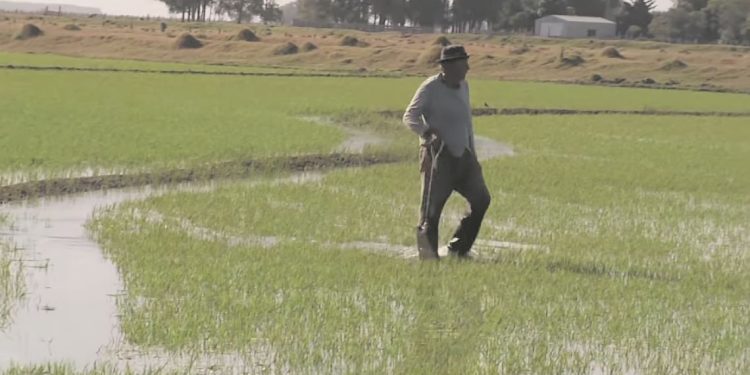Artesanos del agua: 100 años de experiencia del sector arrocero en el riego