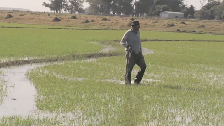 Artesanos del agua: 100 años de experiencia del sector arrocero en el riego
