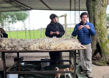 Exportaciones de lana y subproductos crecieron a US$ 85,2 millones