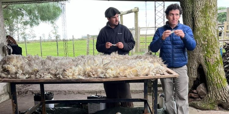 Exportaciones de lana y subproductos crecieron a US$ 85,2 millones